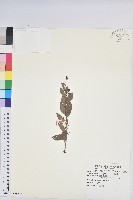 白飯樹藏品圖，第1張