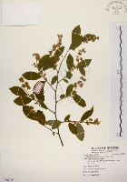 灰木藏品圖，第1張