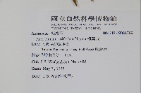 樟葉槭藏品圖，第2張