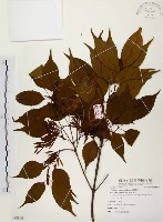 臺灣梣藏品圖，第1張