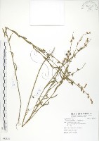 線葉野百合藏品圖，第1張