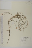 狗娃花藏品圖，第1張