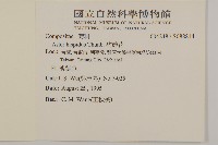 狗娃花藏品圖，第2張