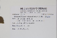 三葉五加藏品圖，第2張