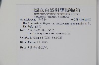 白狗山冬青藏品圖，第2張