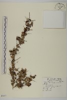 刺裸實、變葉裸實藏品圖，第1張