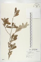 宜梧藏品圖，第1張