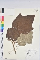 野桐藏品圖，第1張