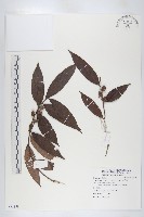 軟毛柿藏品圖，第1張