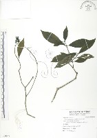 錫蘭玉心花藏品圖，第1張