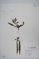 柳葉水蓑衣藏品圖，第1張