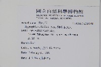 柳葉水蓑衣藏品圖，第2張