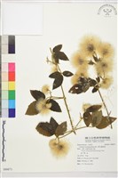 銹毛鐵線蓮藏品圖，第1張