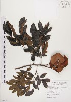 頷垂豆藏品圖，第1張