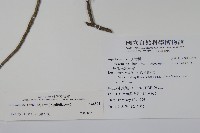 鐵冬青藏品圖，第2張