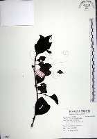 腺果藤、刺藤藏品圖，第1張