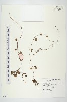 野牽牛藏品圖，第1張