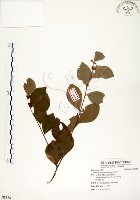 內苳子藏品圖，第1張