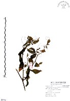 龍珠藏品圖，第1張