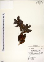 青楊梅藏品圖，第1張