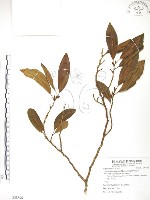 烏心石藏品圖，第1張