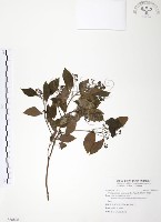 樟樹藏品圖，第1張