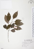 樟樹藏品圖，第1張