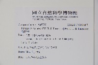 山桔梗藏品圖，第2張