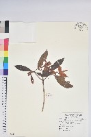 西施花、青紫木藏品圖，第1張