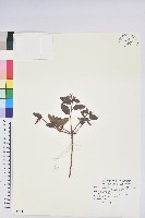 紅毛杜鵑藏品圖，第1張