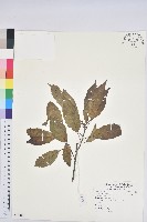 青剛櫟、鐵椆藏品圖，第1張