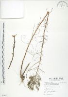 列當藏品圖，第1張