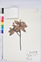 子彈石櫟、柯藏品圖，第1張