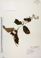 旋莢木藏品圖，第1張