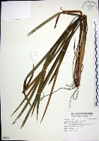 麥門冬藏品圖，第1張