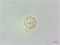 小葉石薯藏品圖，第2張