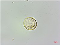 小葉石薯藏品圖，第3張