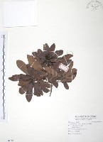 楊梅藏品圖，第1張