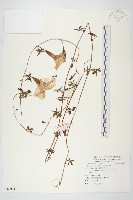 番仔藤藏品圖，第1張