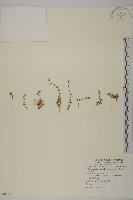 玉山卷耳藏品圖，第1張