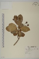 厚葉衛矛, 源一木藏品圖，第1張