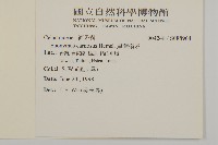 厚葉衛矛, 源一木藏品圖，第2張