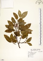 菲律賓榕藏品圖，第1張