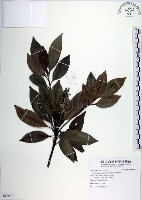 腺葉杜英藏品圖，第1張