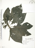 錫蘭玉心花藏品圖，第1張