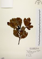 厚葉石斑木藏品圖，第1張