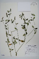 爵床藏品圖，第1張