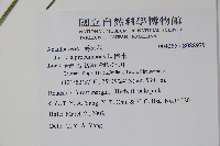 爵床藏品圖，第2張