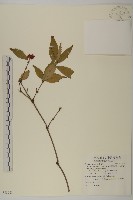 草珊瑚、紅果金粟蘭藏品圖，第1張