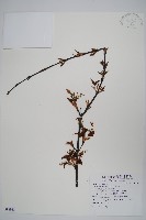 大屯尖葉槭, 川上氏槭藏品圖，第1張